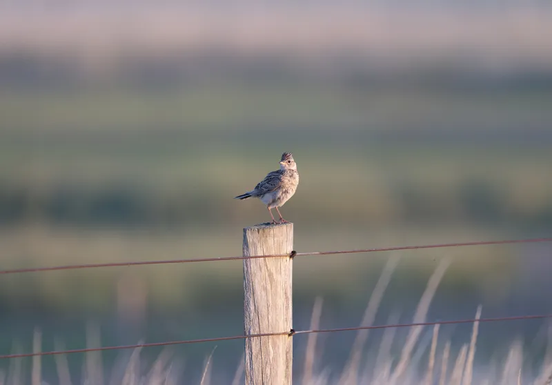 Capturing nature with the Panasonic S5II and Firmware V3, photo 6