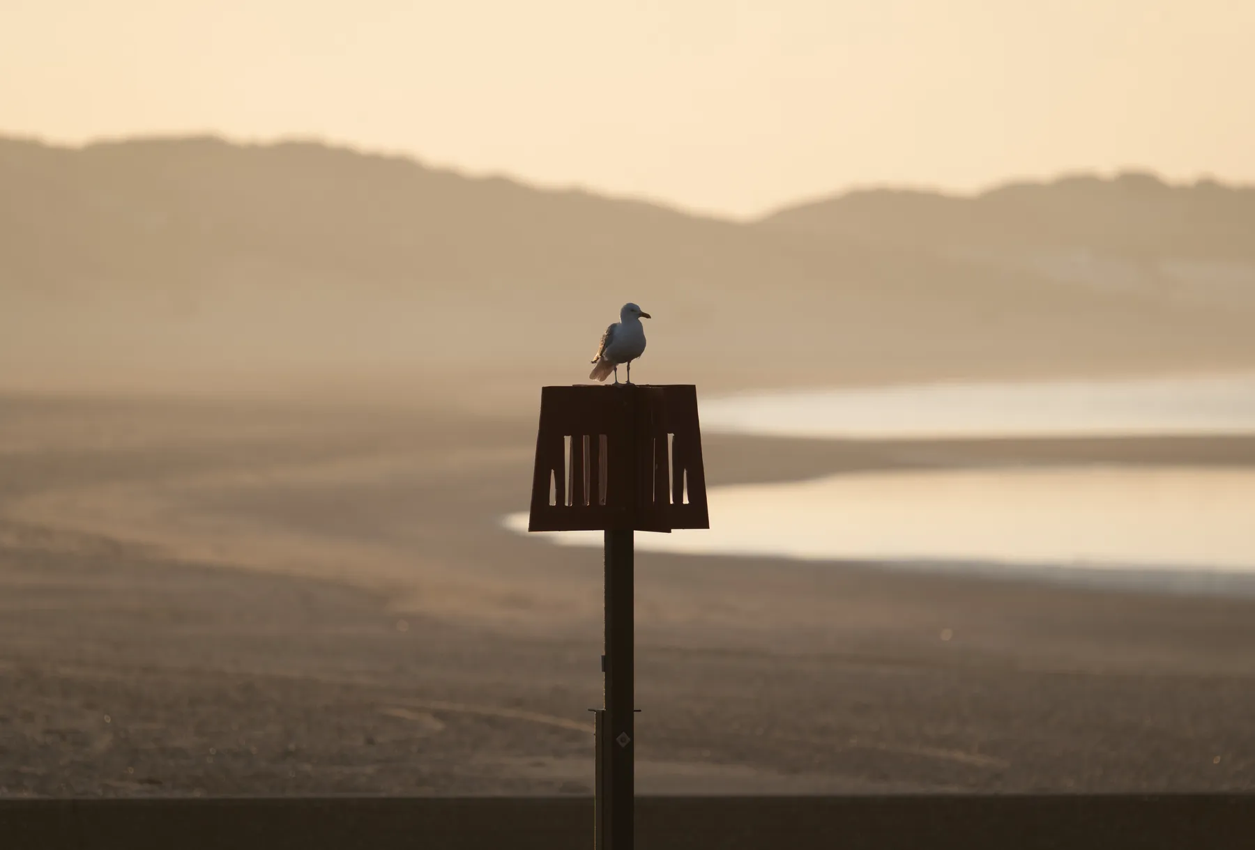 Capturing nature with the Panasonic S5II and Firmware V3
