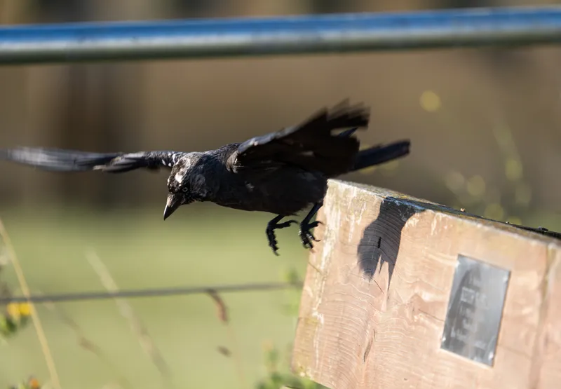 Capturing nature with the Panasonic S5II and Firmware V3, photo 4