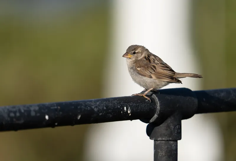 Capturing nature with the Panasonic S5II and Firmware V3, photo 2